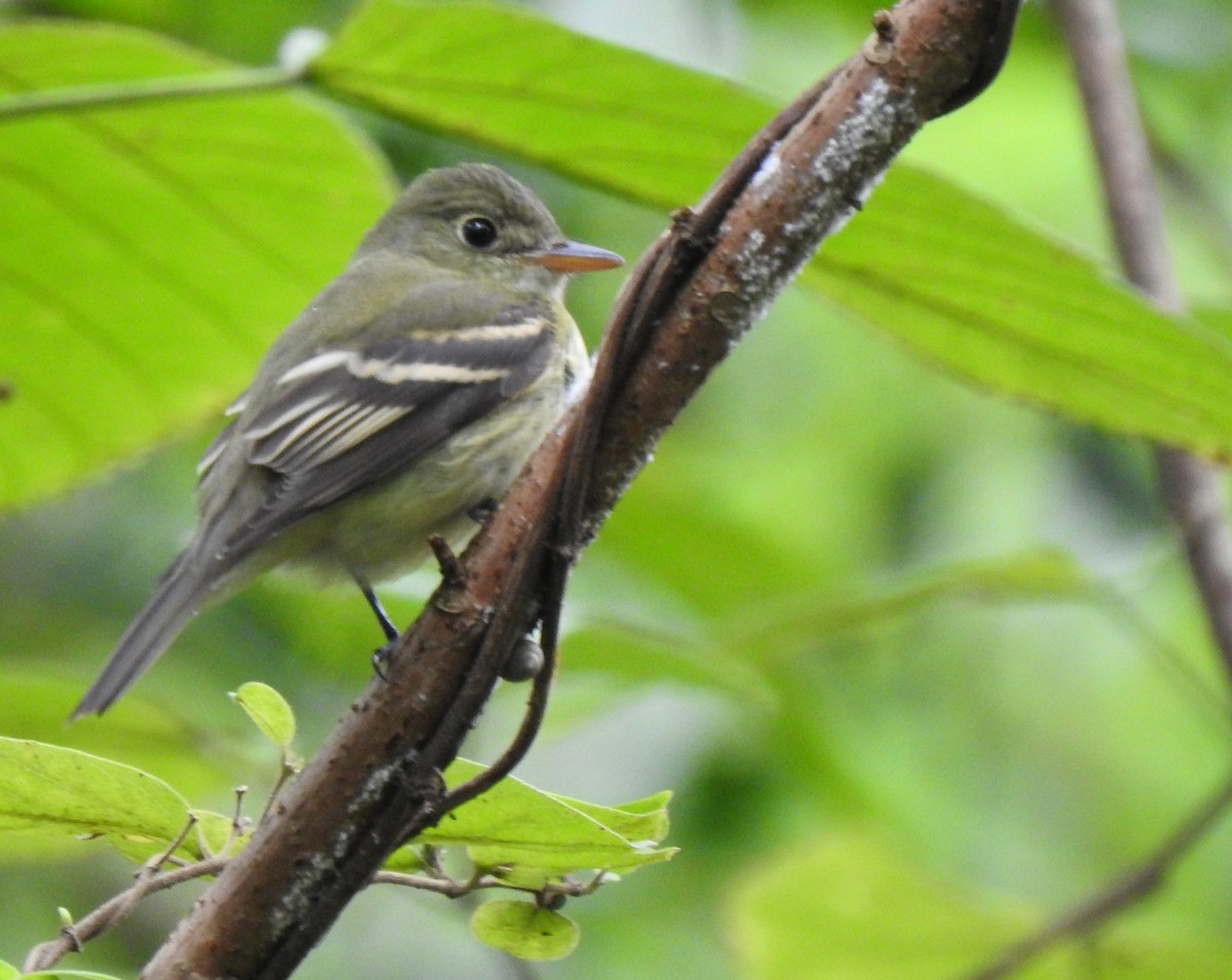 Acadian Flycatcher - ML370503081