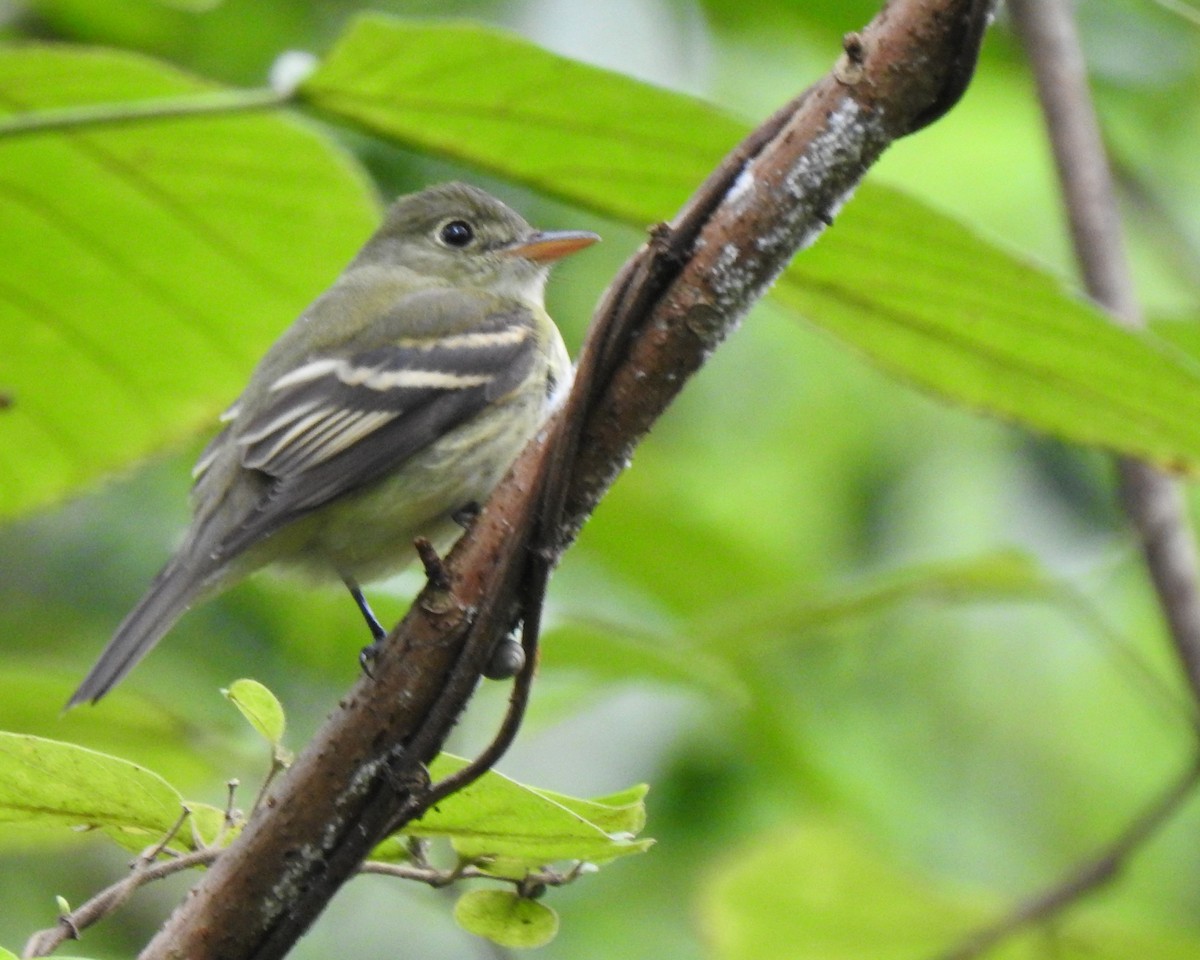 Acadian Flycatcher - ML370503101