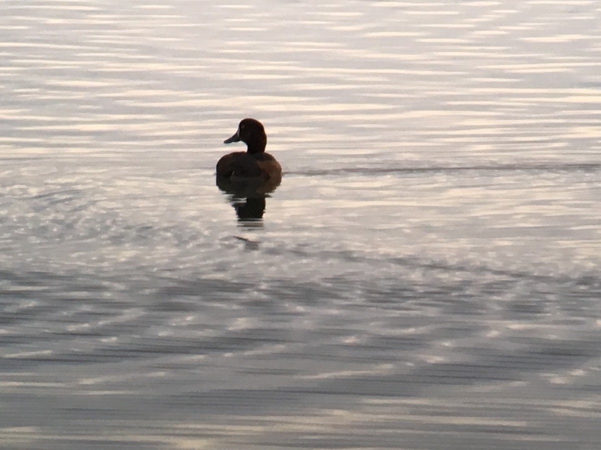 Greater Scaup - ML37050321