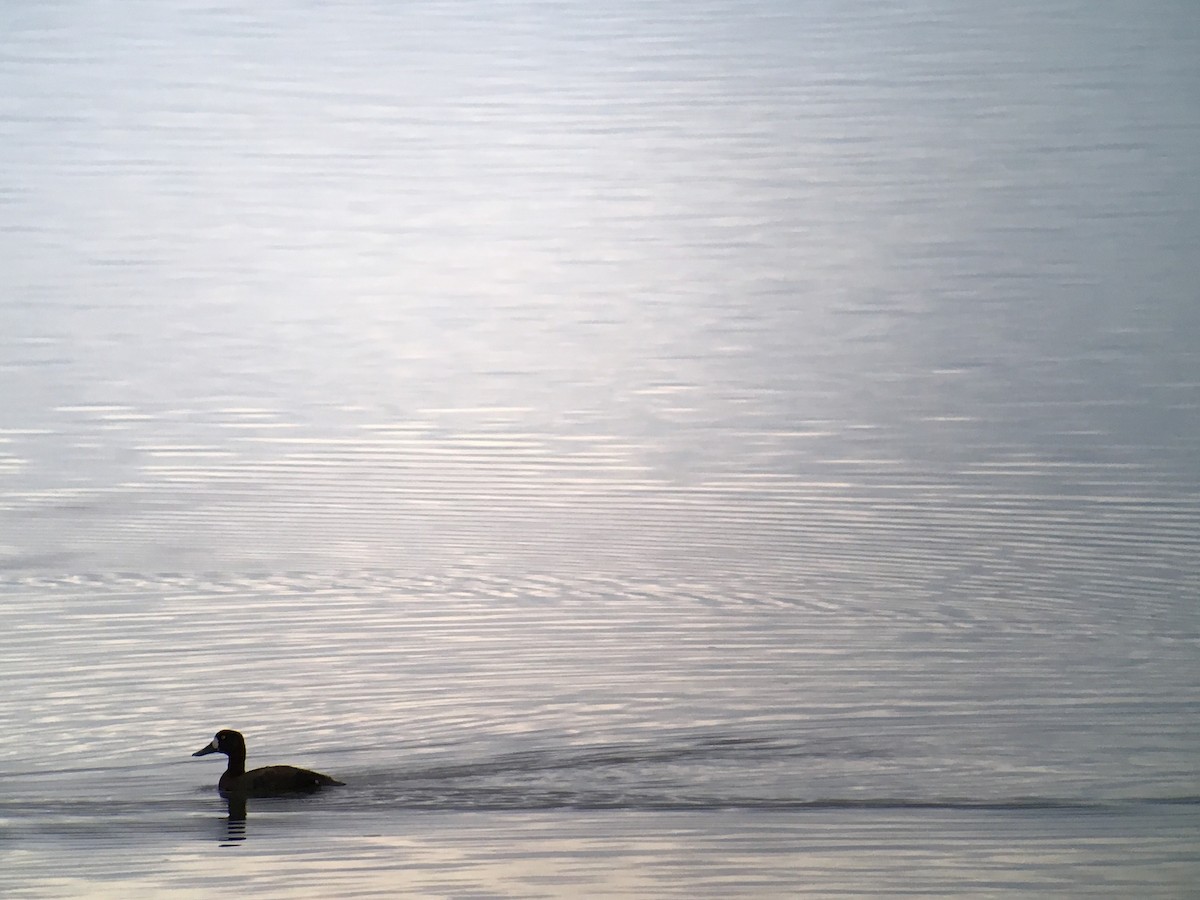 Greater Scaup - ML37050331
