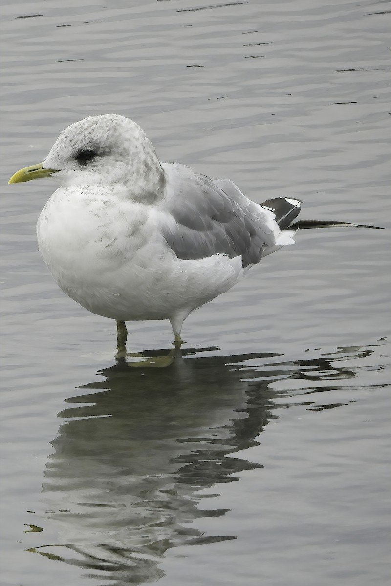 Short-billed Gull - Dan Tallman