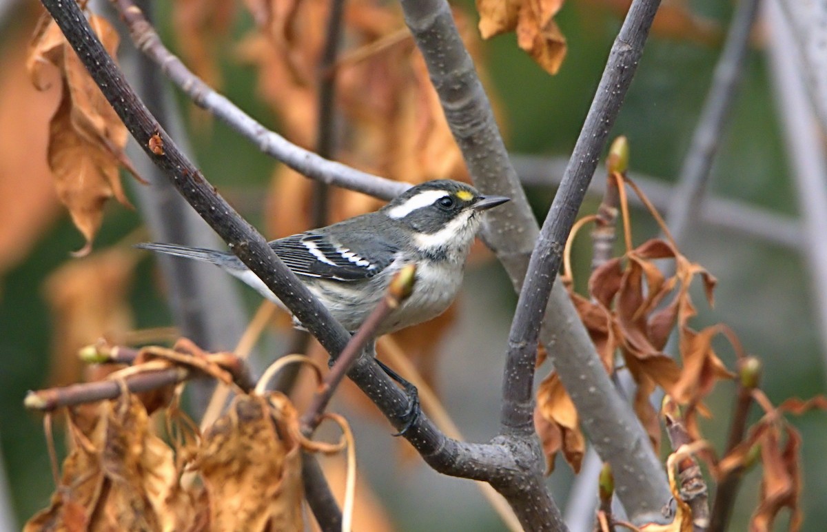Black-throated Gray Warbler - ML370503771
