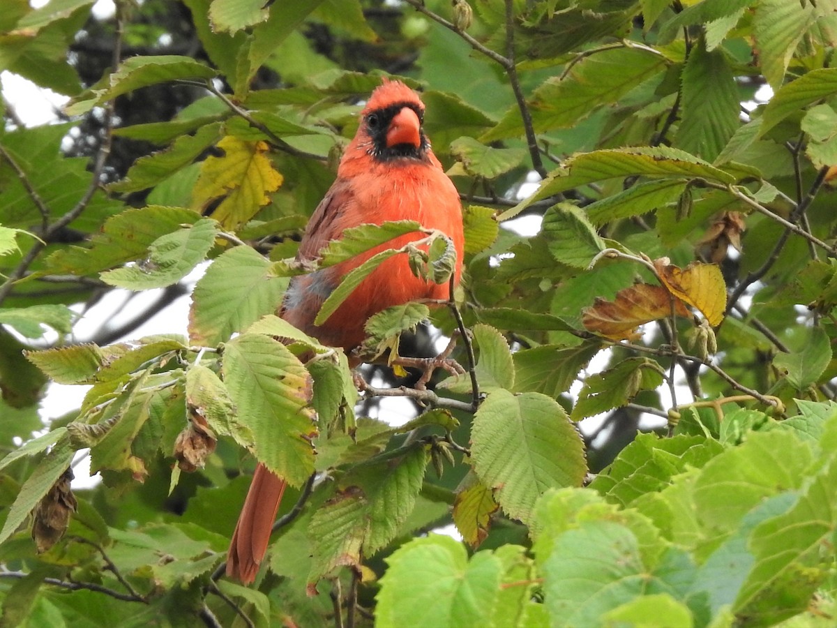 Cardinal rouge - ML370507541