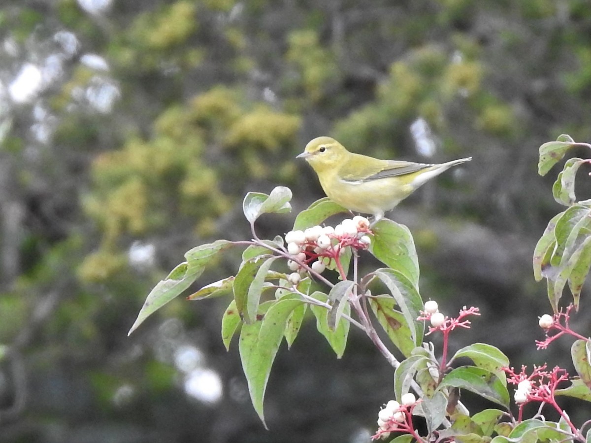 Tennessee Warbler - Marc Hemmes