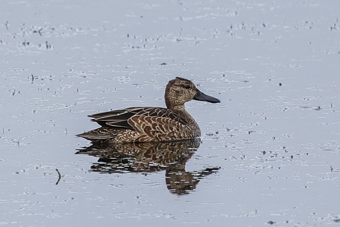 Blue-winged Teal - ML370508601