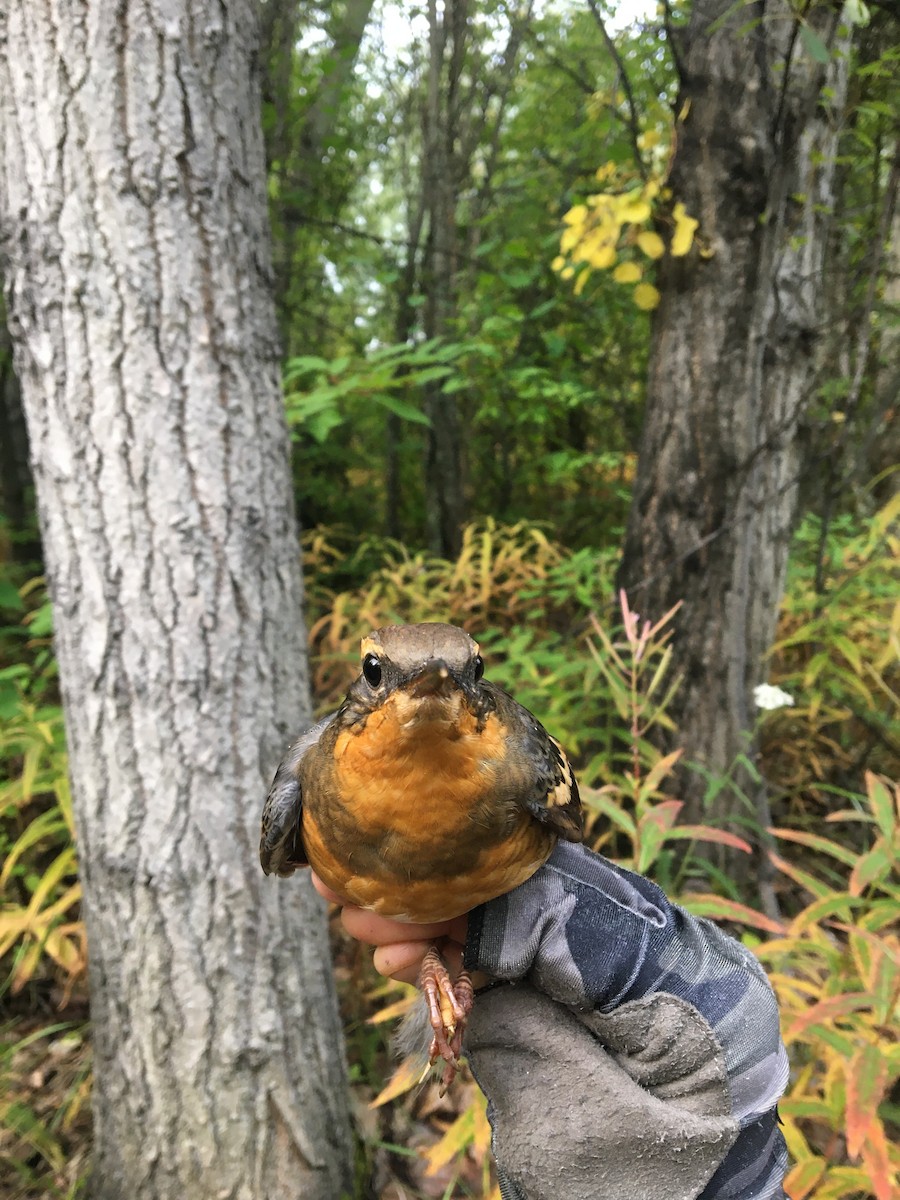 Varied Thrush - ML370508871