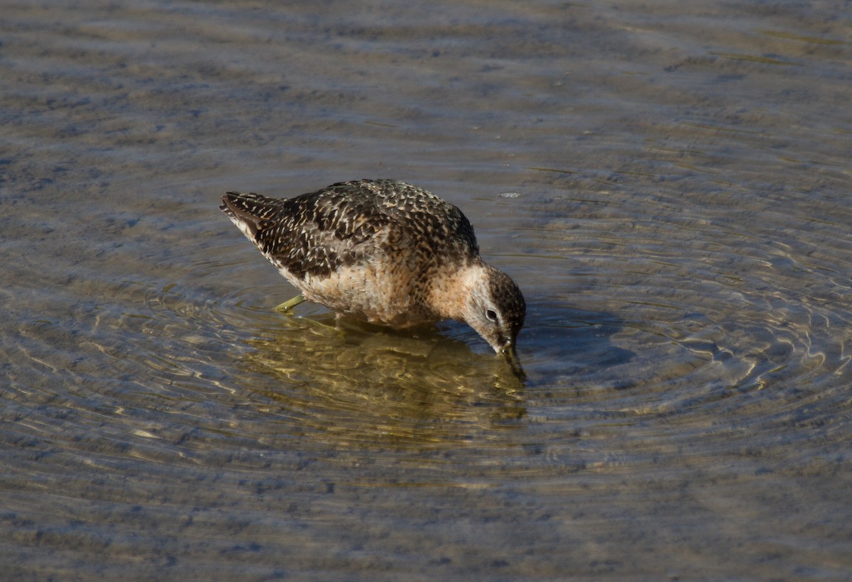 Long-billed Dowitcher - ML37050901
