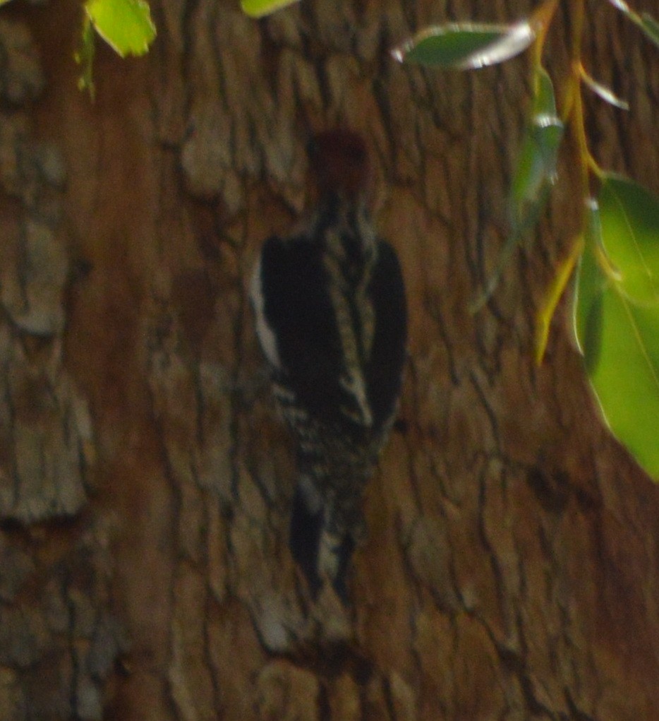 Red-naped x Red-breasted Sapsucker (hybrid) - ML37050961