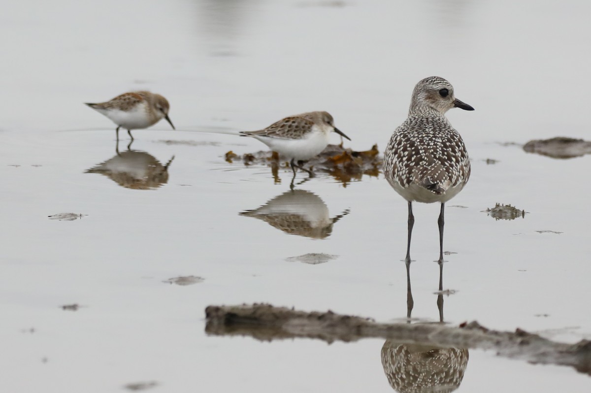 Black-bellied Plover - ML370509861