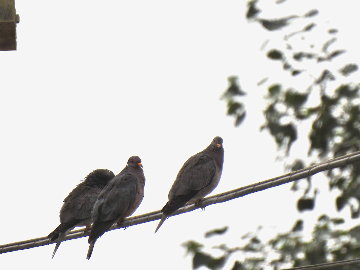 Band-tailed Pigeon - ML370511231