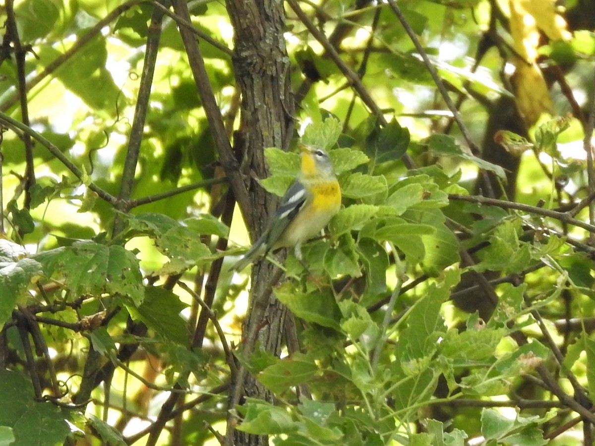 Northern Parula - Marc Hemmes