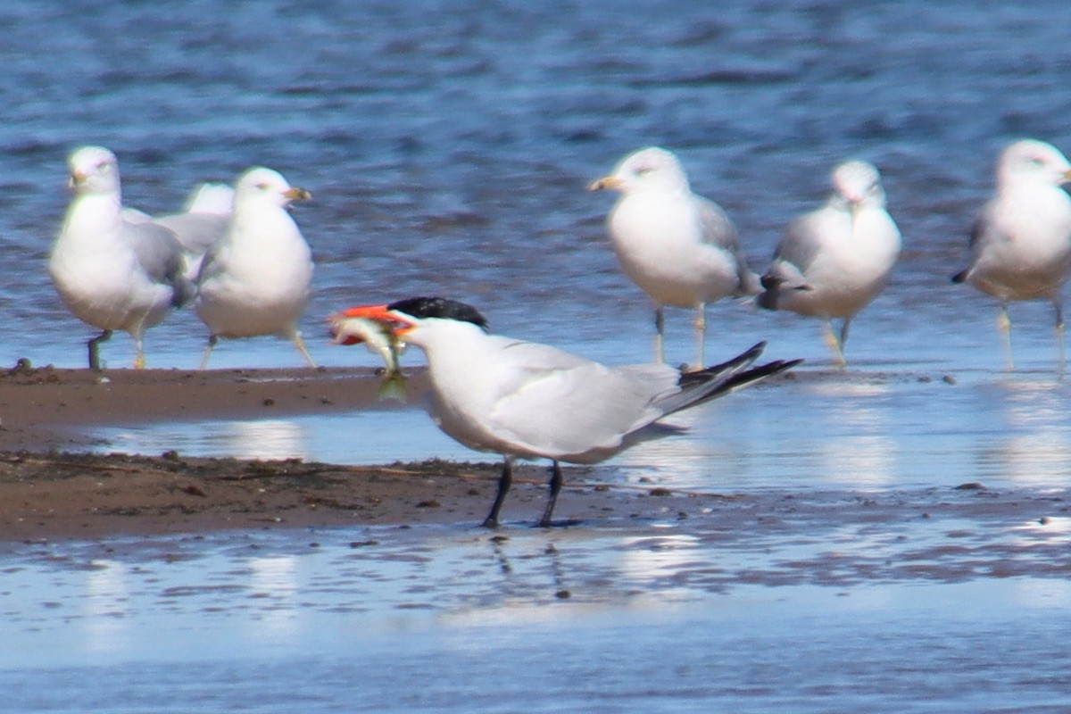 Caspian Tern - ML370512641