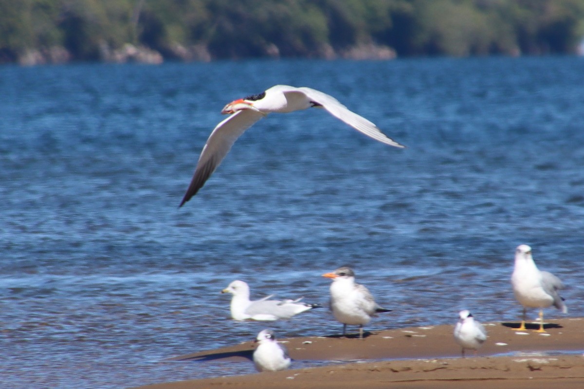 Caspian Tern - ML370512651