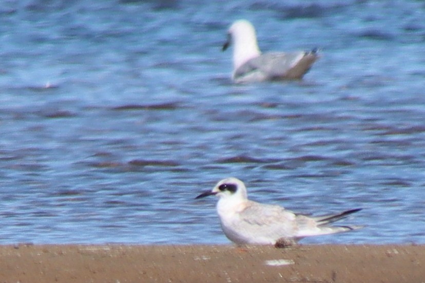 Forster's Tern - ML370512851