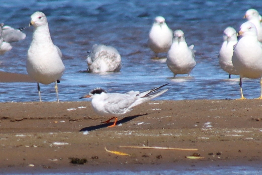 Forster's Tern - ML370512871