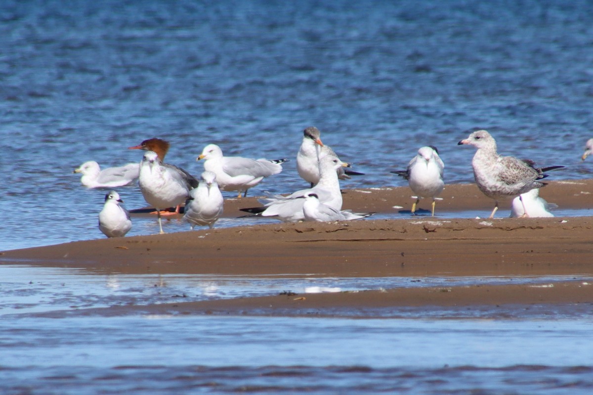 Franklin's Gull - ML370512961