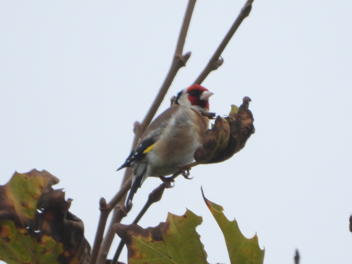 European Goldfinch - ML370514321