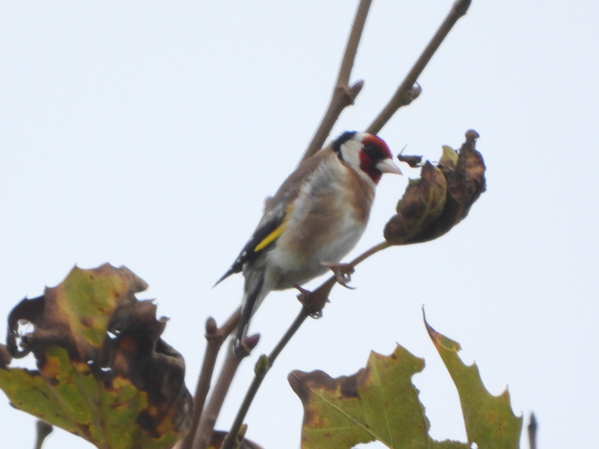 European Goldfinch - ML370514331