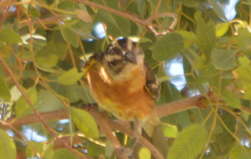 Black-headed Grosbeak - ML37051461