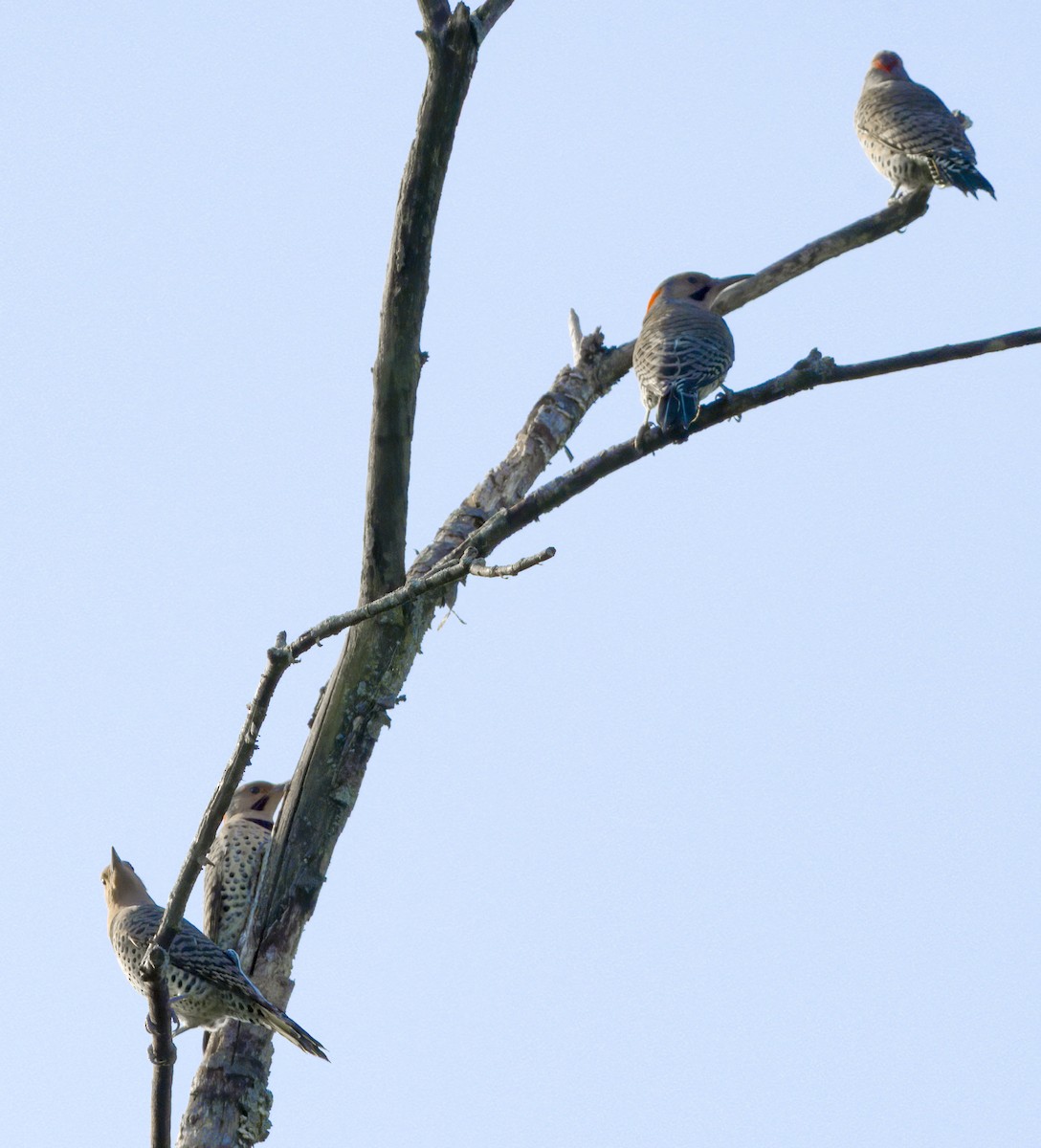 Northern Flicker - Mark Swanson