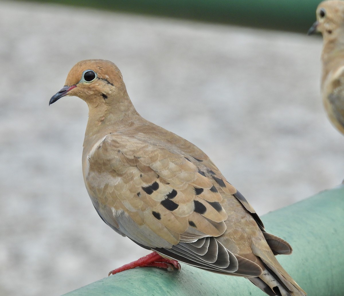 Mourning Dove - Van Remsen