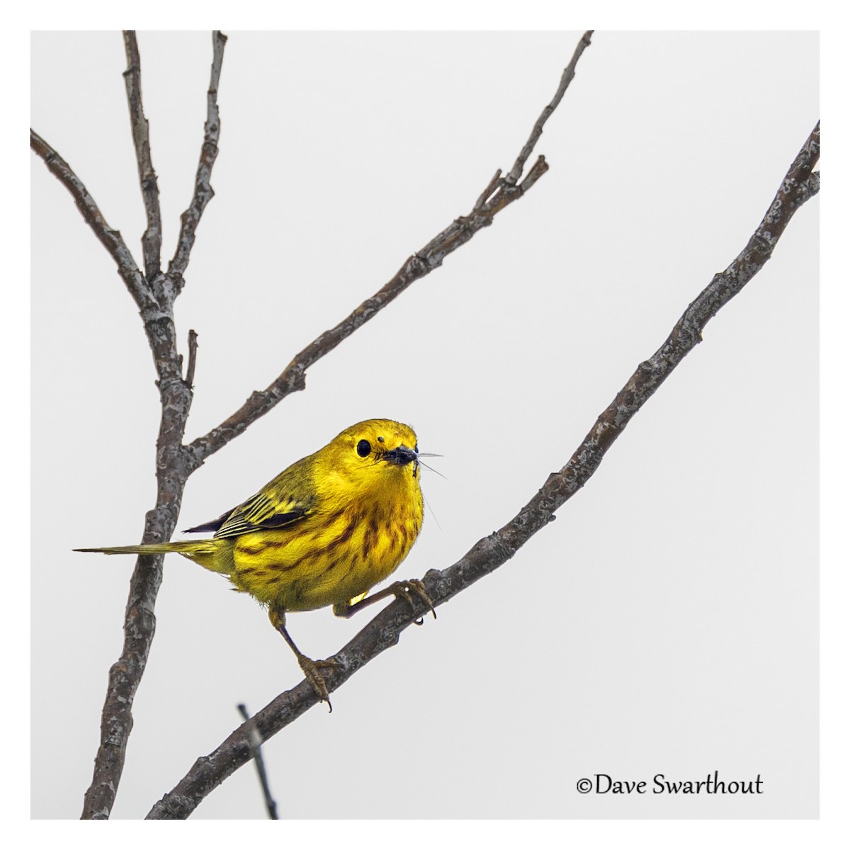 Yellow Warbler - ML370518031