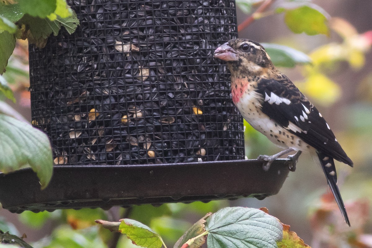 Rose-breasted Grosbeak - Rob Fowler