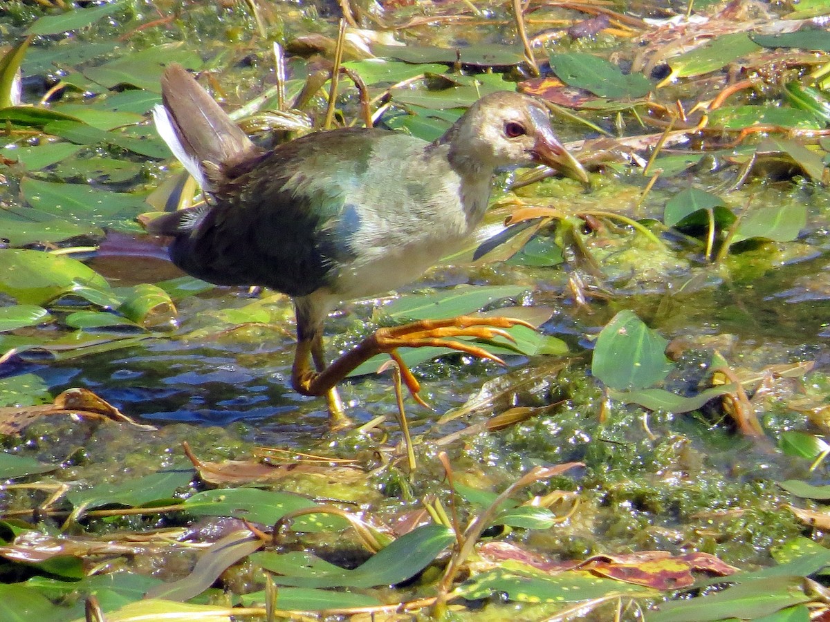 Purple Gallinule - ML37051941