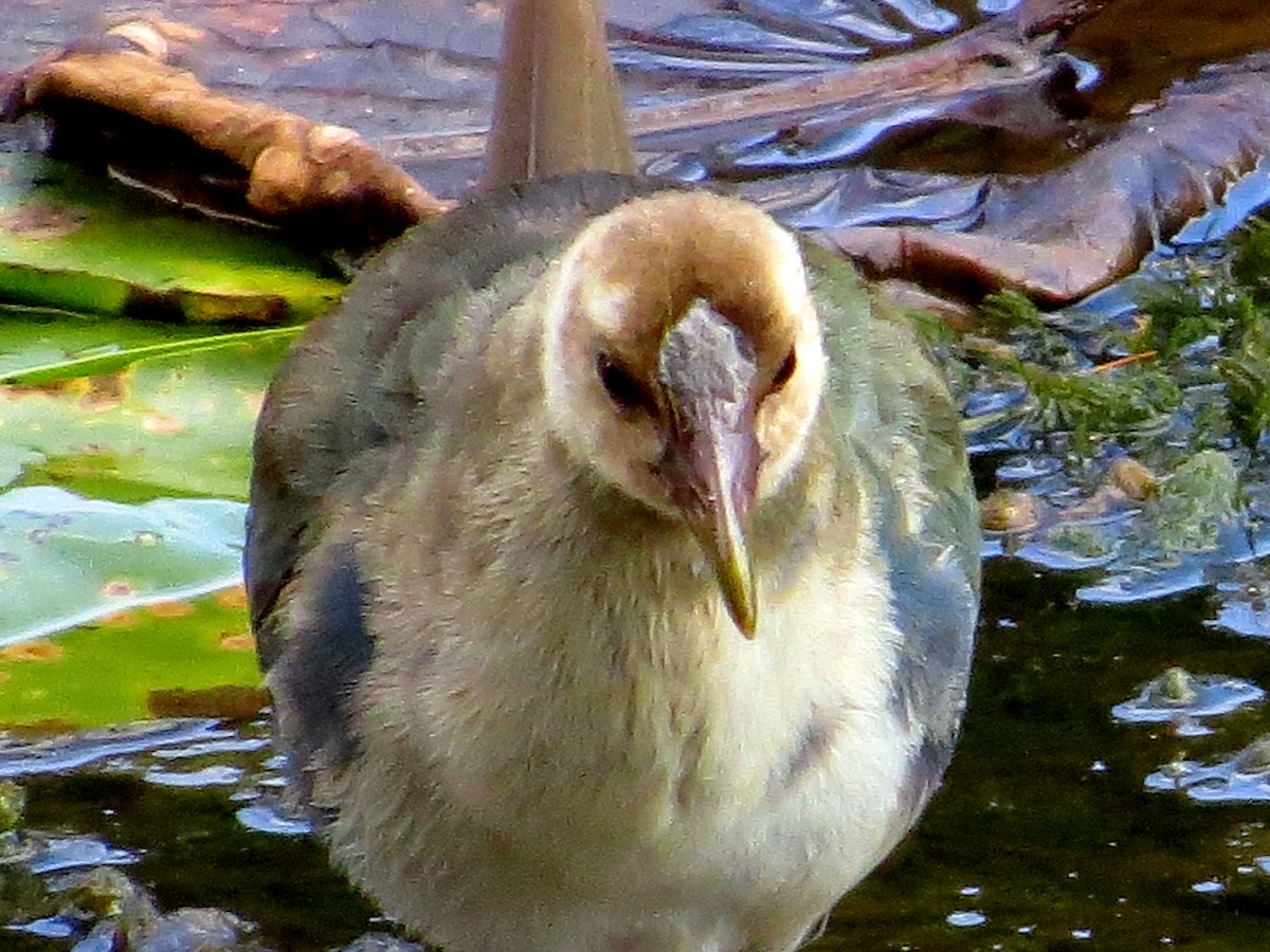 Purple Gallinule - ML37051971