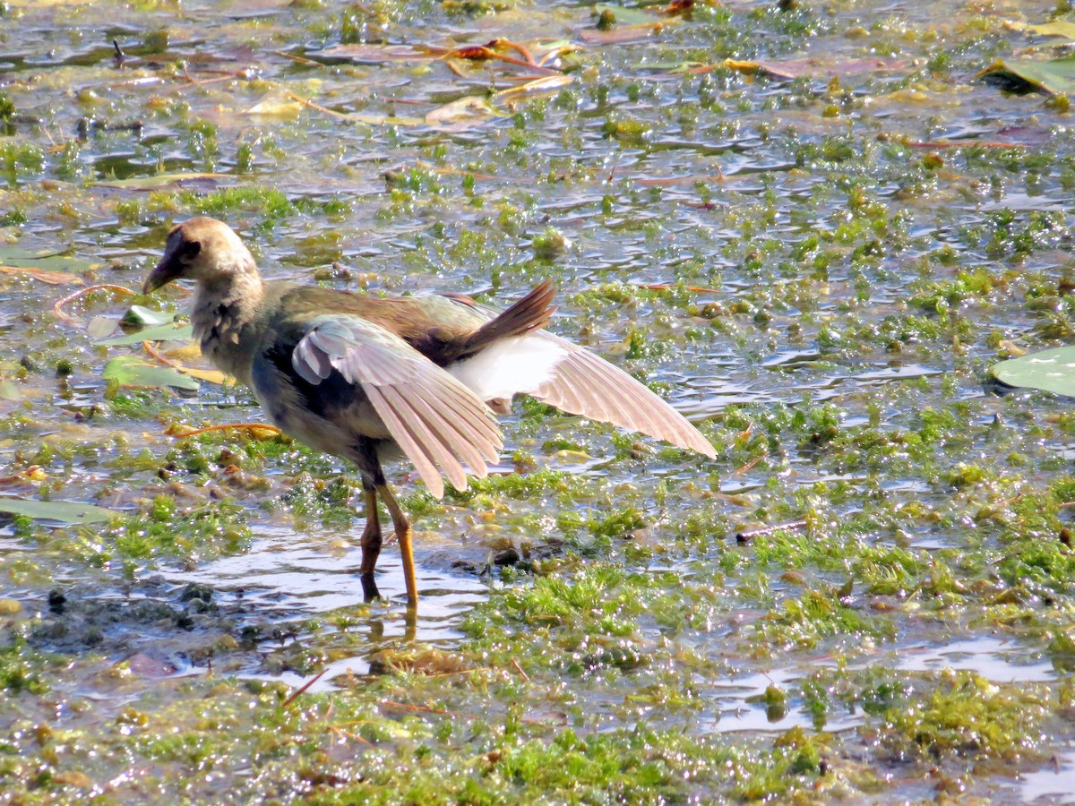 Purple Gallinule - ML37052021