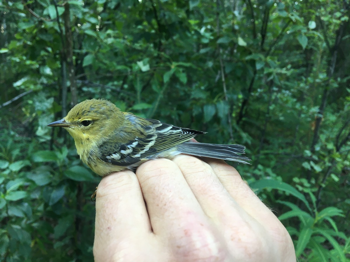 Blackpoll Warbler - ML370523271