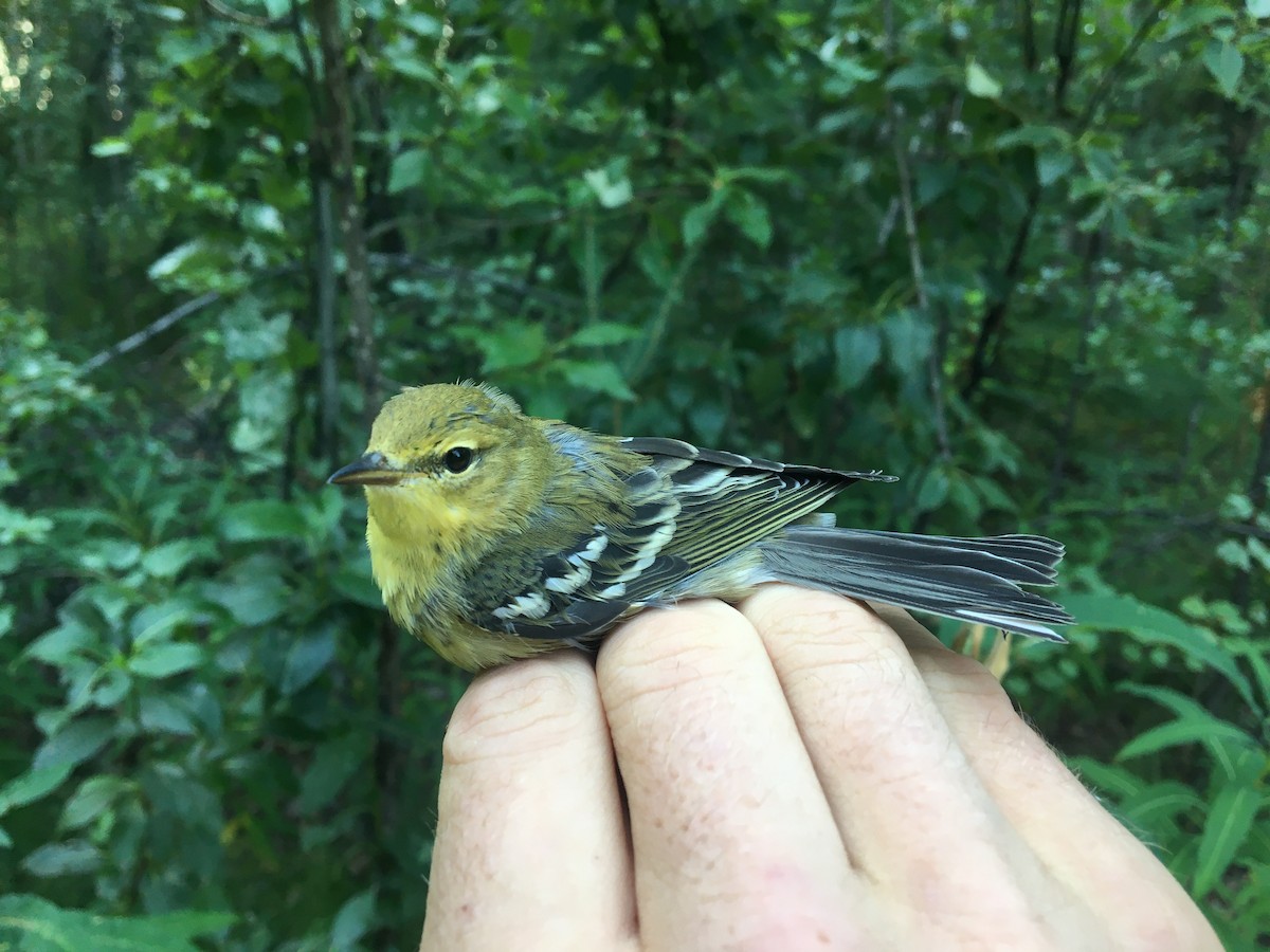 Blackpoll Warbler - Vincent Weber