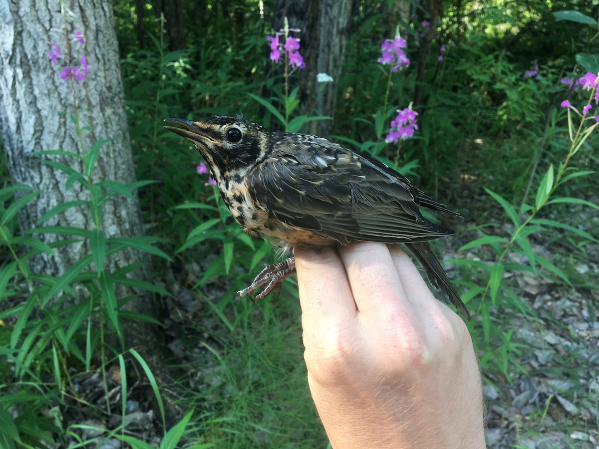 American Robin - ML370523541