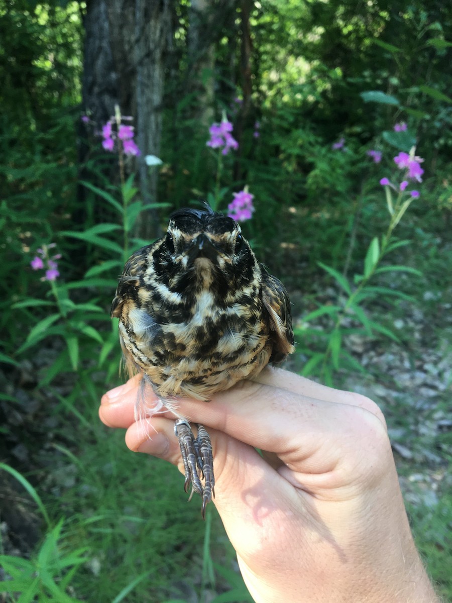 American Robin - ML370523561