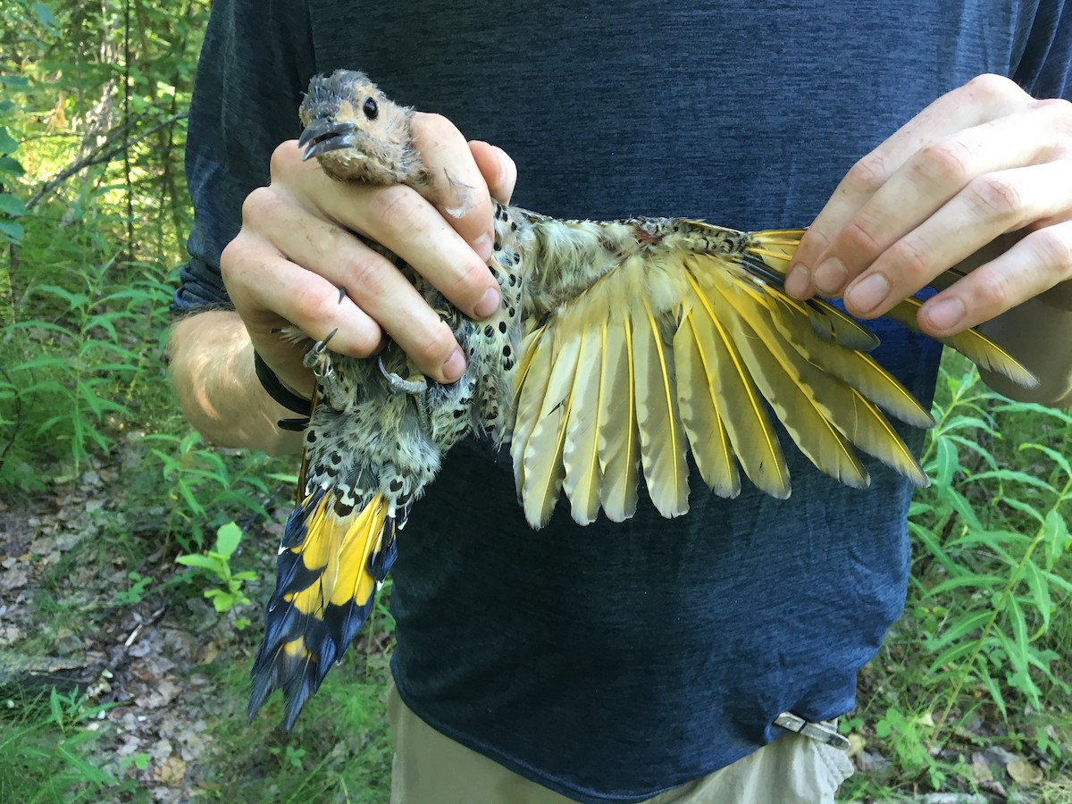 Northern Flicker (Yellow-shafted) - Vincent Weber