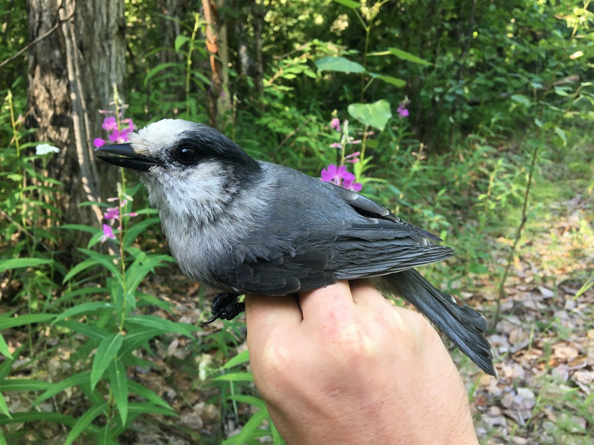 Canada Jay - ML370524631