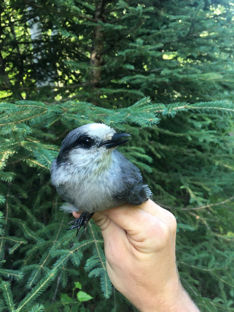 Canada Jay - ML370524641