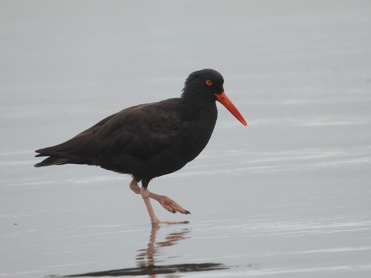 Black Oystercatcher - Long-eared Owl