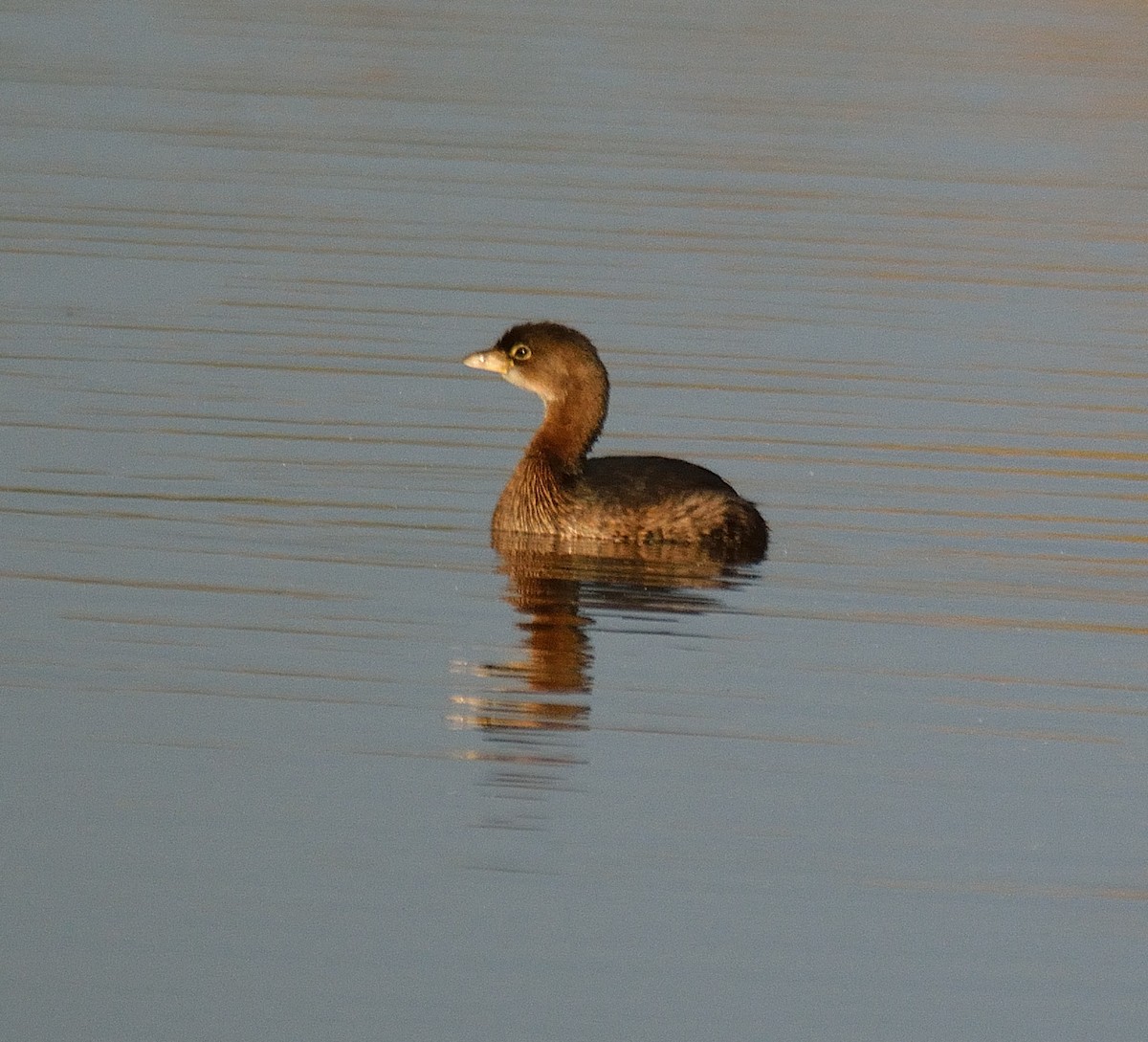 Pied-billed Grebe - ML37052761