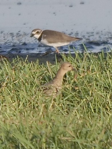 Semipalmated Plover - Jeff Osborne