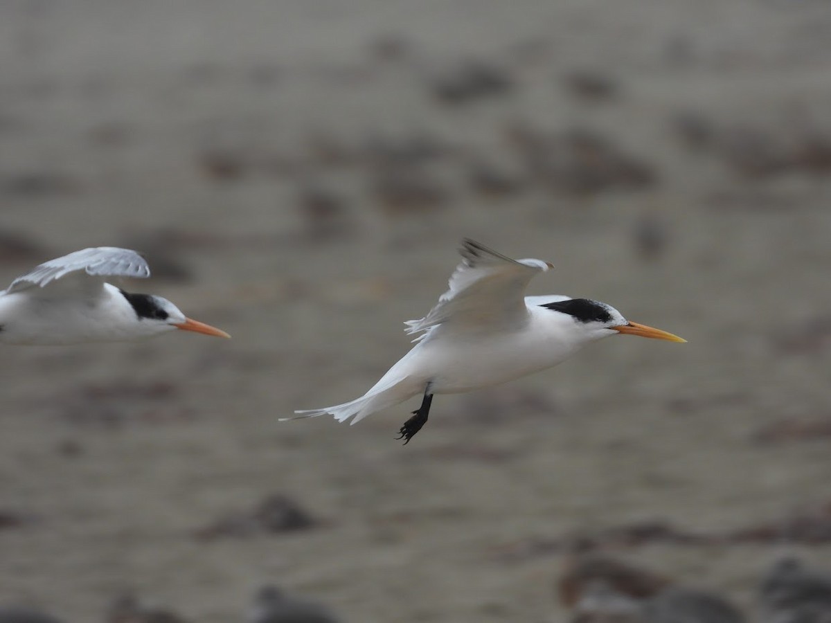 Elegant Tern - ML370527921