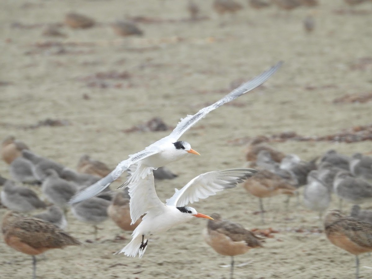 Elegant Tern - ML370527931