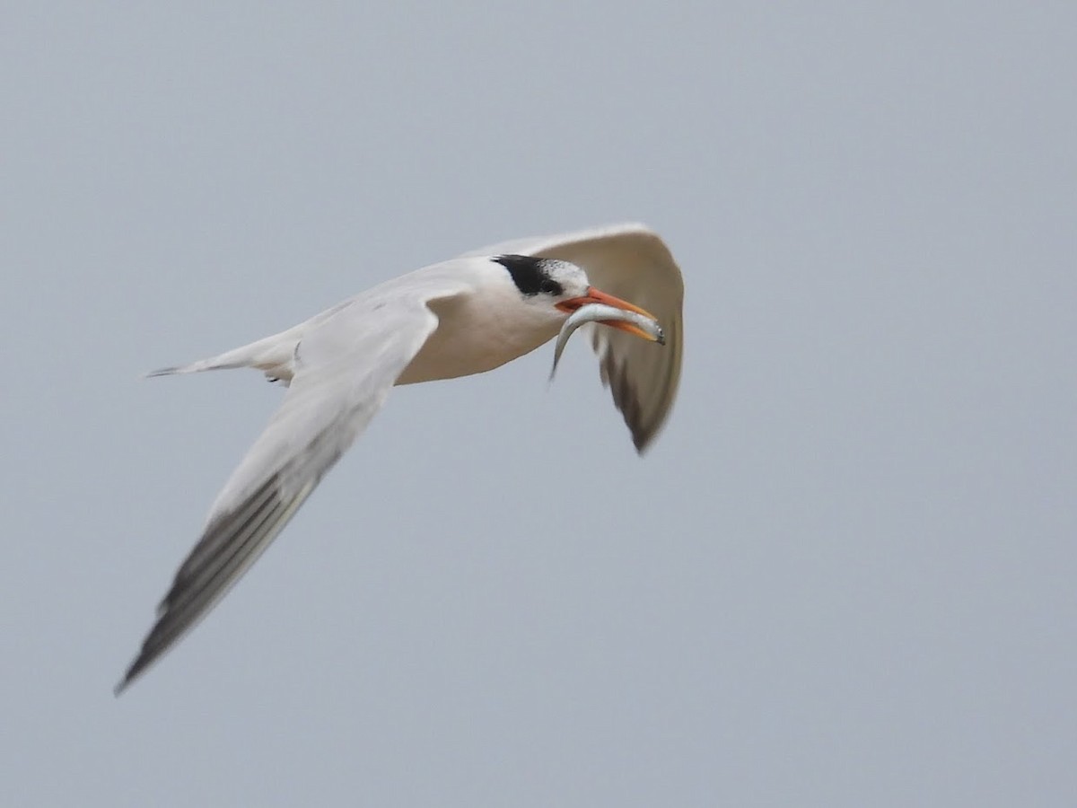 Elegant Tern - Long-eared Owl