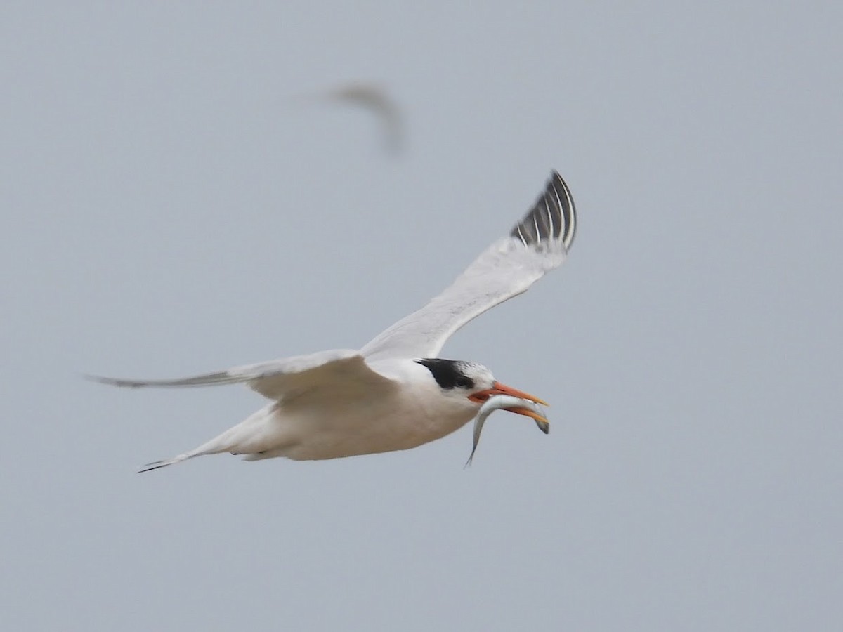 Elegant Tern - ML370528011