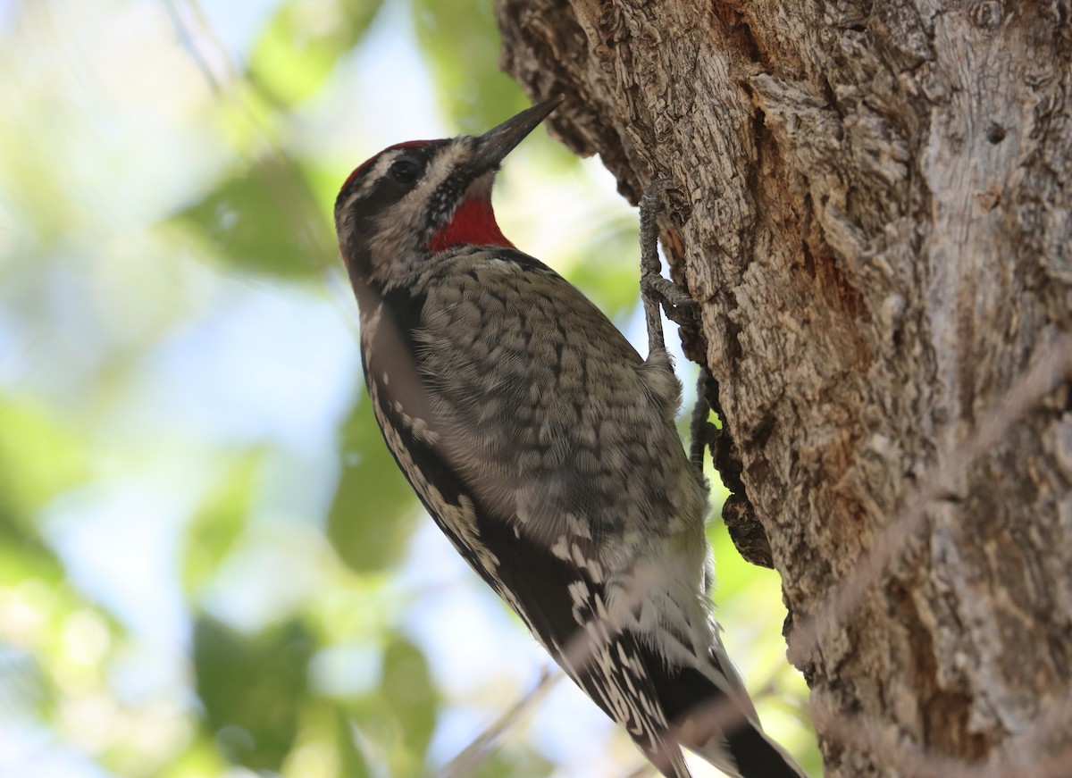 Red-naped Sapsucker - ML370528791