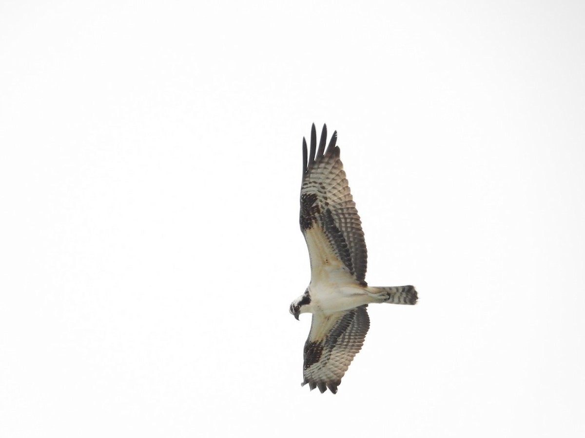 Osprey - Long-eared Owl