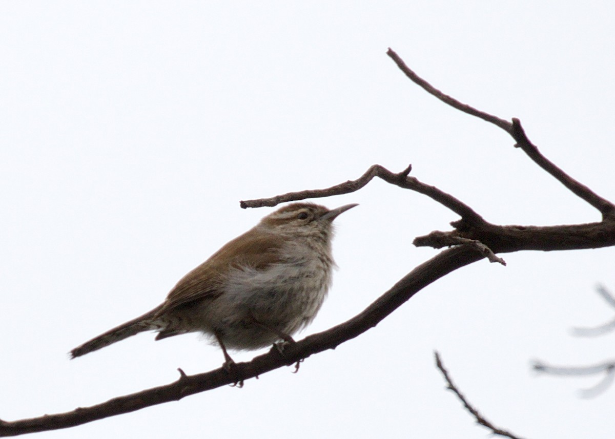 Bewick's Wren - ML370529761