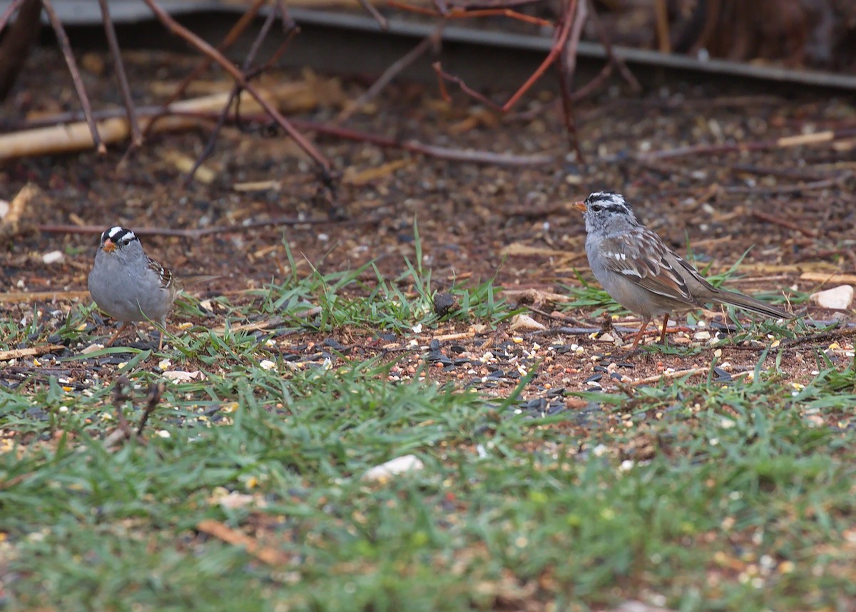 White-crowned Sparrow - ML370530041