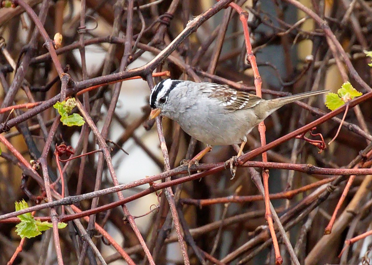 White-crowned Sparrow - ML370530271