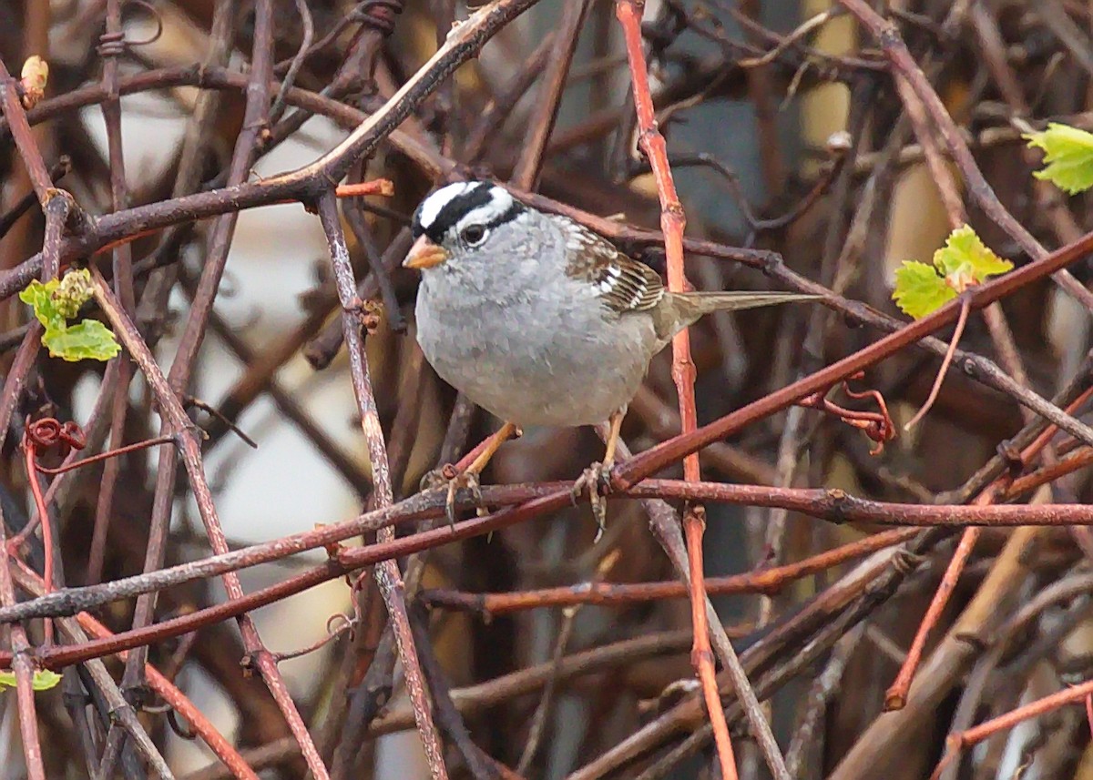 White-crowned Sparrow - ML370530391